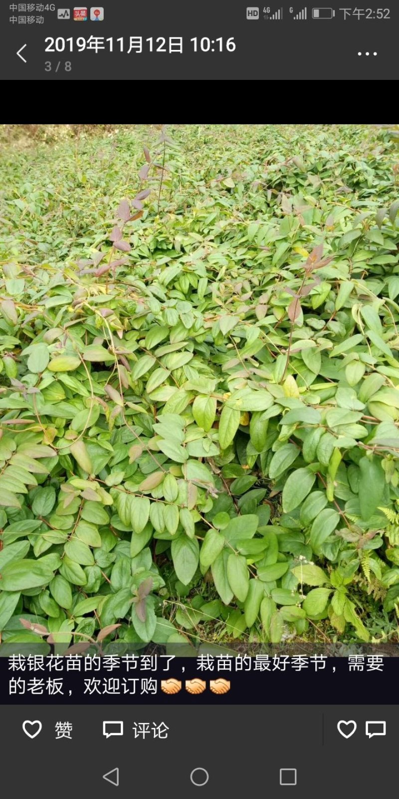 出售湘蕾五号湘蕾金银花苗，又叫金翠蕾（白头苗）
