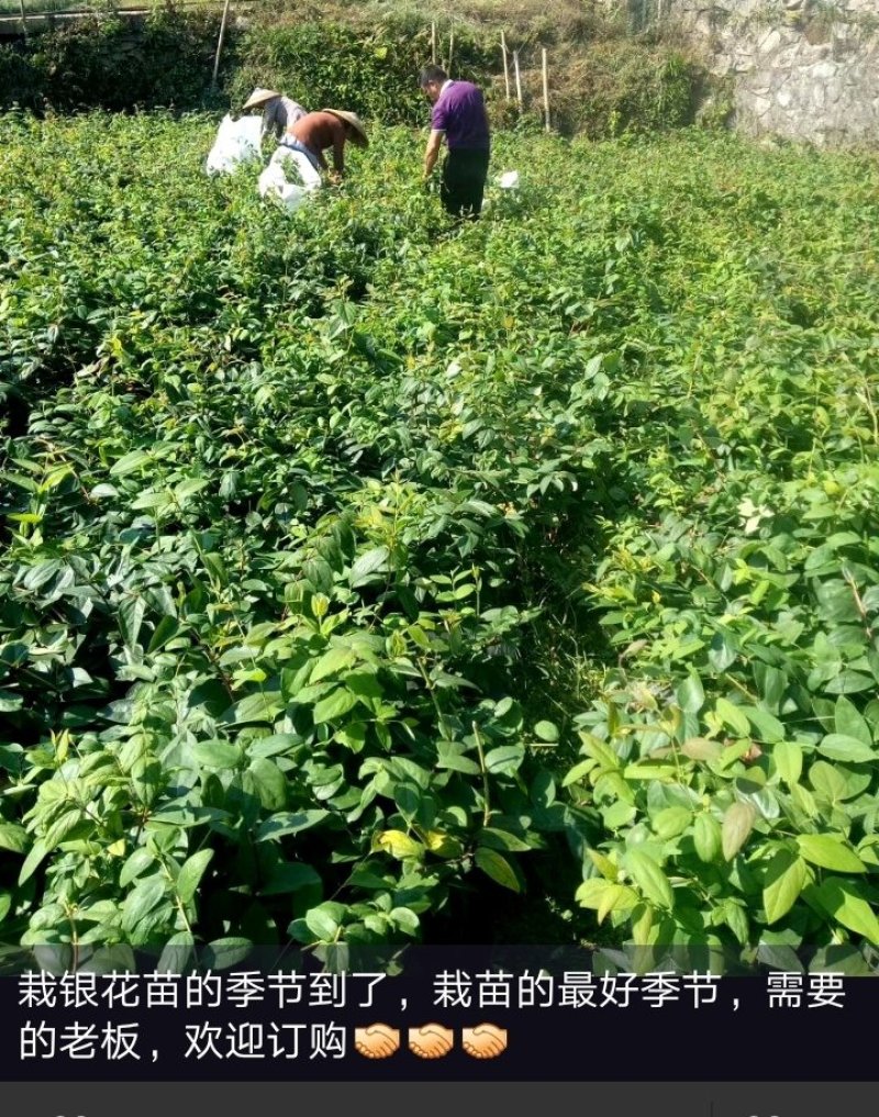 出售湘蕾五号湘蕾金银花苗，又叫金翠蕾（白头苗）