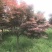 红枫日本红枫质量如图所示苗圃自产自销