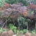 红枫日本红枫质量如图所示苗圃自产自销
