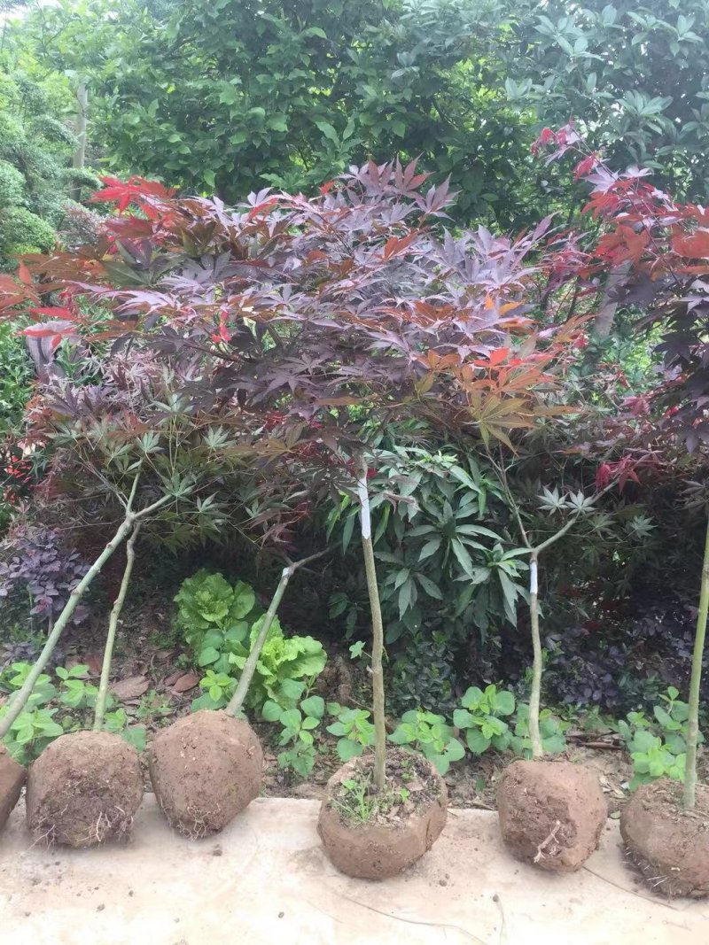 红枫日本红枫质量如图所示苗圃自产自销