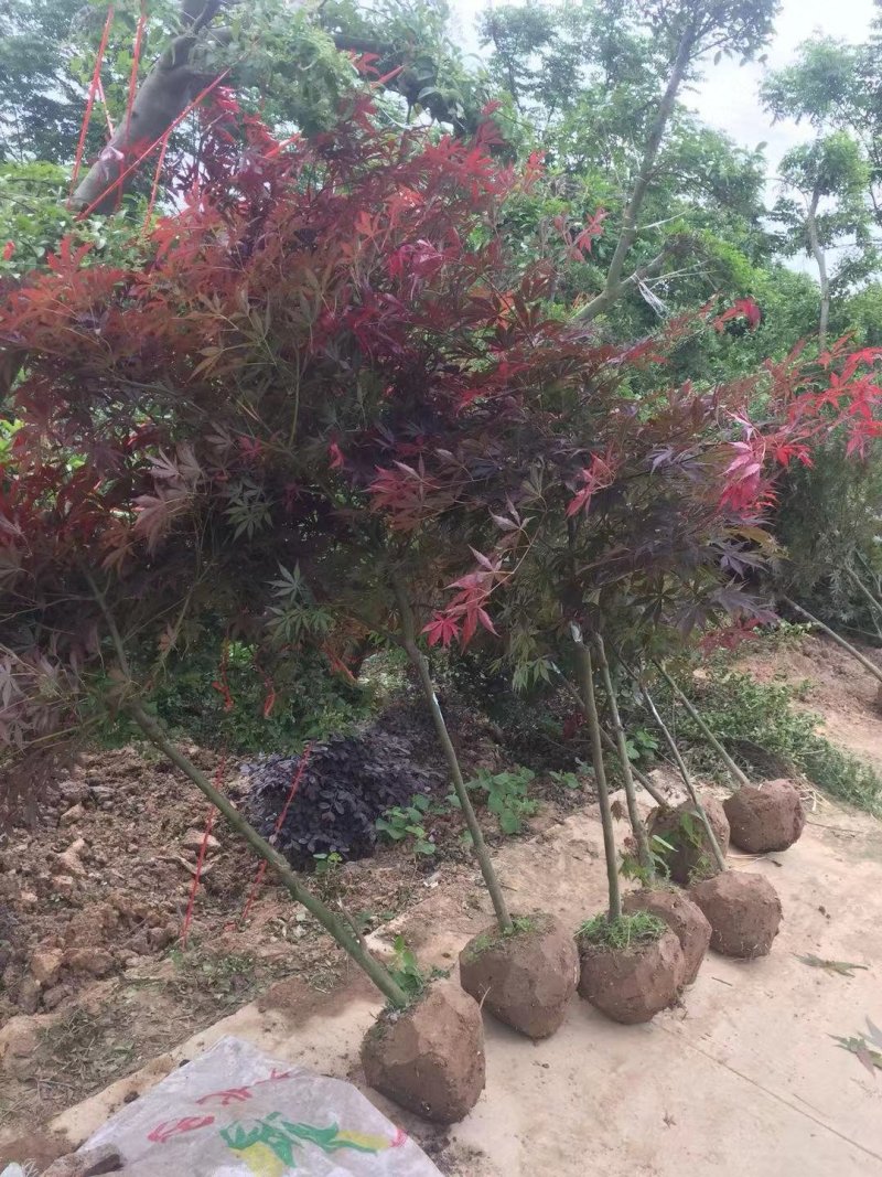 红枫日本红枫质量如图所示苗圃自产自销