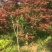 红枫日本红枫质量如图所示苗圃自产自销