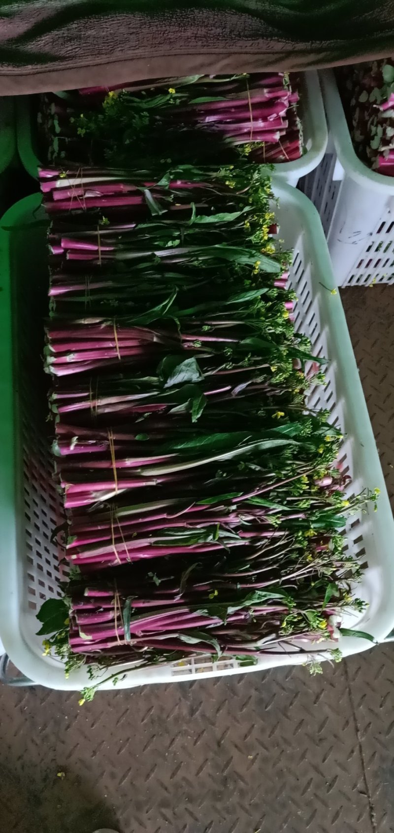 湖北孝感汉川精品红菜苔产地直供新鲜脆嫩欢迎采购