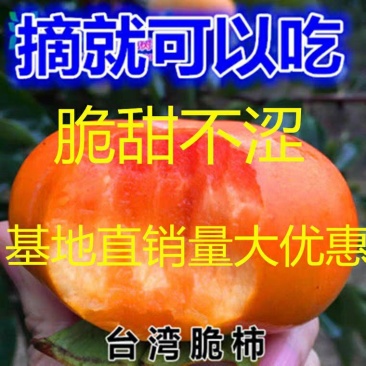 柿子树不暖脆柿苗，太秋，阳丰，磨盘，摘下就可以吃，包品种