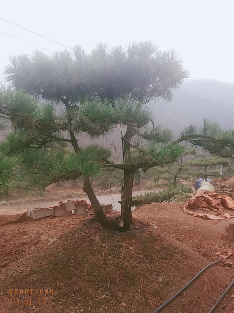 造型黑松