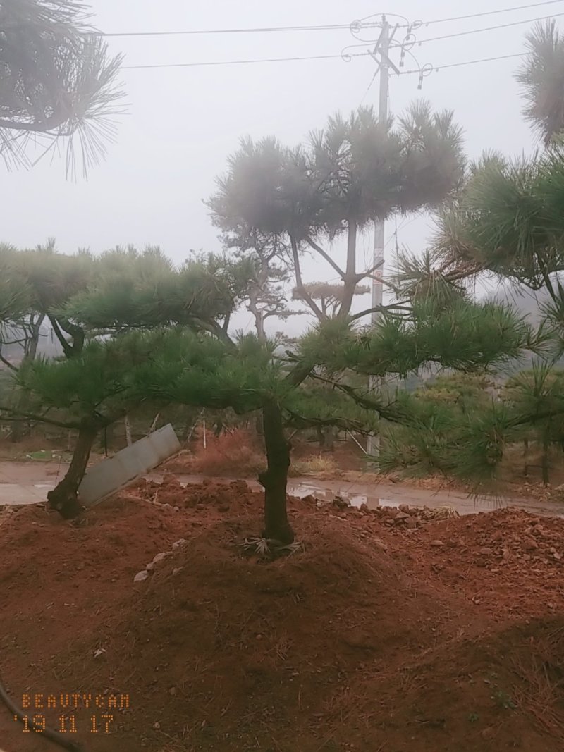 造型黑松