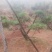 造型黑松