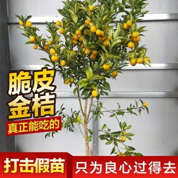 脆皮金桔苗,甜的,可以吃的,带果发货免费后期指导