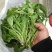 新鲜荠菜先拍后挖4斤装包邮不鲜包赔小孩子都爱吃的青菜