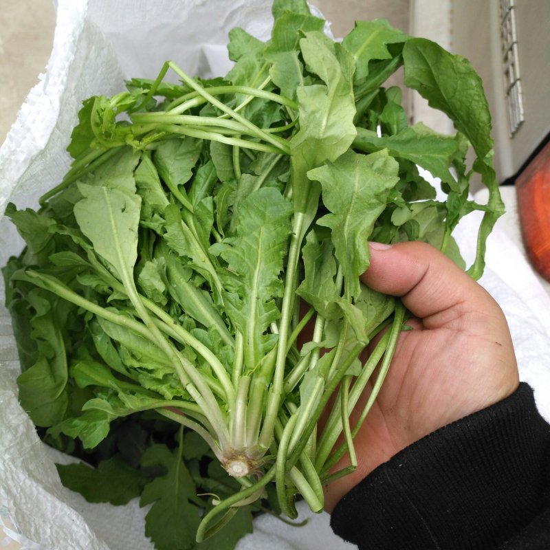 新鲜荠菜先拍后挖4斤装包邮不鲜包赔小孩子都爱吃的青菜