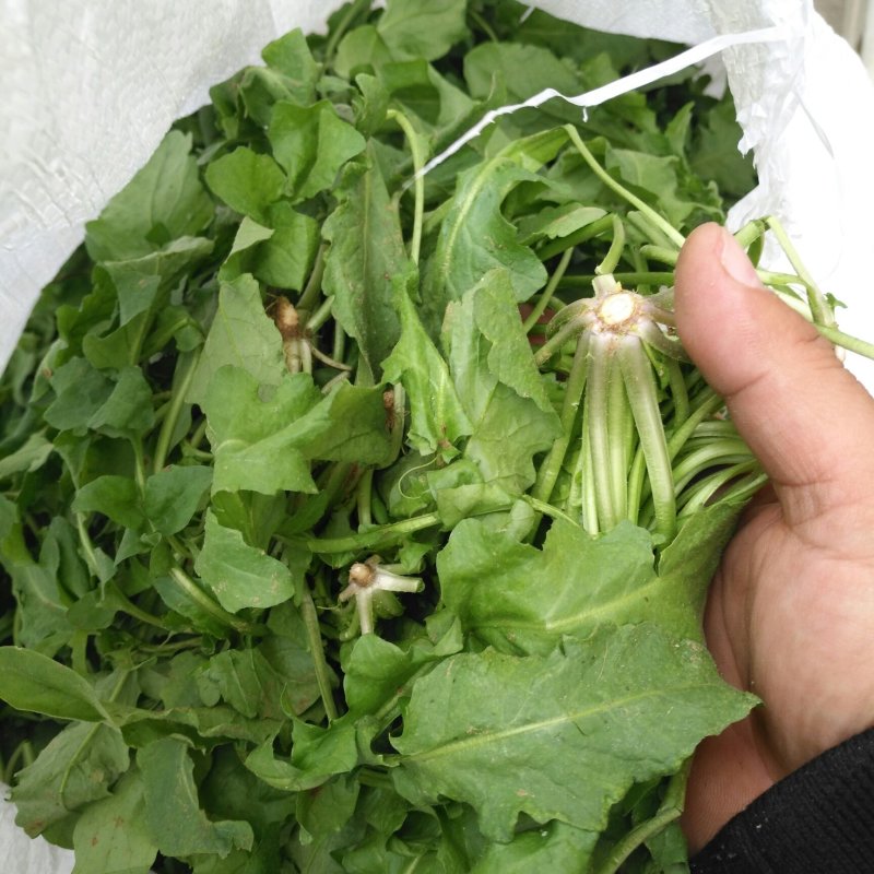 新鲜荠菜先拍后挖4斤装包邮不鲜包赔小孩子都爱吃的青菜