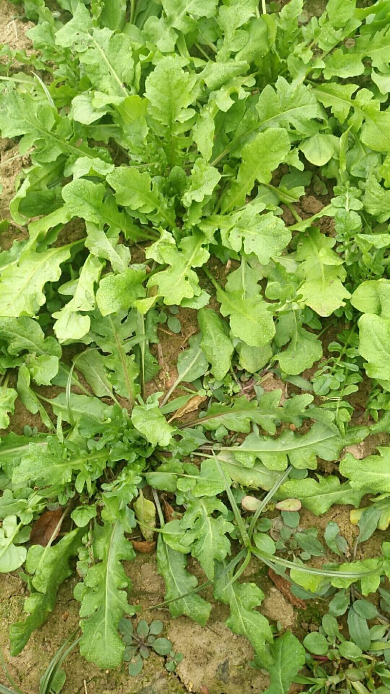 新鲜荠菜先拍后挖4斤装包邮不鲜包赔小孩子都爱吃的青菜