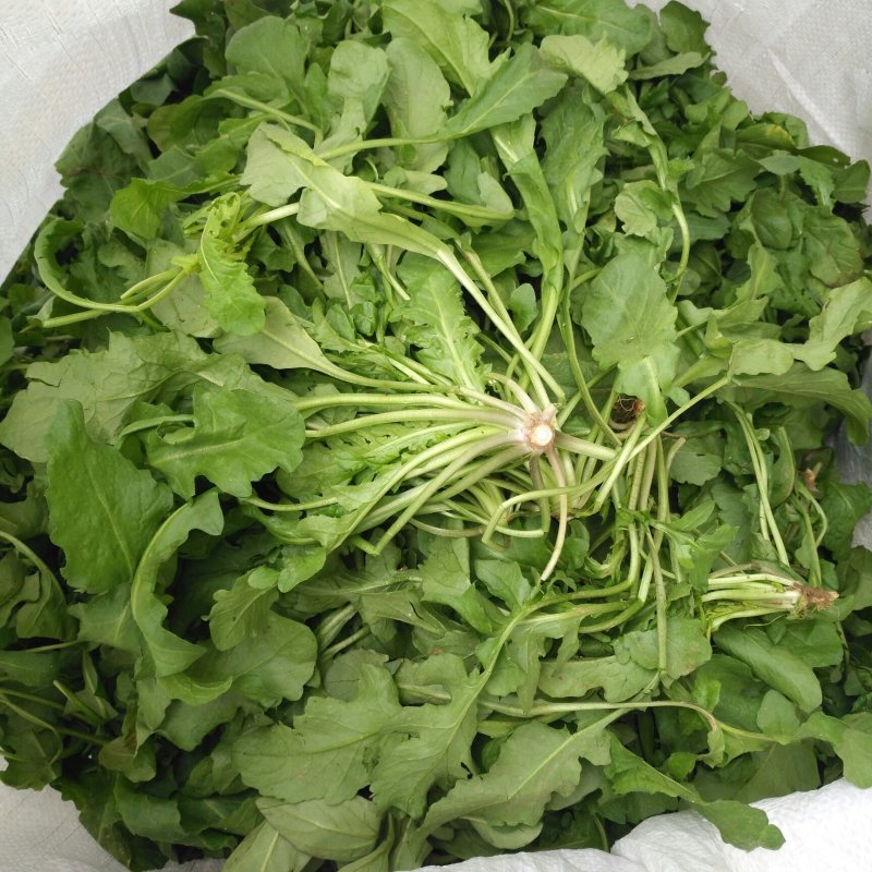 新鲜荠菜先拍后挖4斤装包邮不鲜包赔小孩子都爱吃的青菜