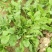 新鲜荠菜先拍后挖4斤装包邮不鲜包赔小孩子都爱吃的青菜