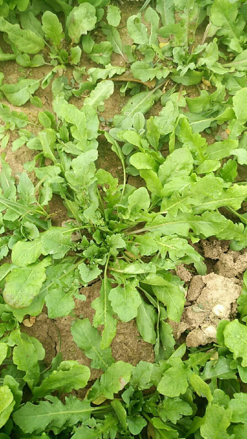 新鲜荠菜先拍后挖4斤装包邮不鲜包赔小孩子都爱吃的青菜
