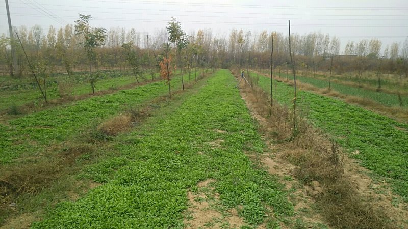 新鲜荠菜先拍后挖4斤装包邮不鲜包赔小孩子都爱吃的青菜