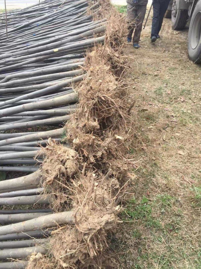栾树基地南栾常年供应各种规格栾树产地直销