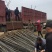 栾树基地南栾常年供应各种规格栾树产地直销