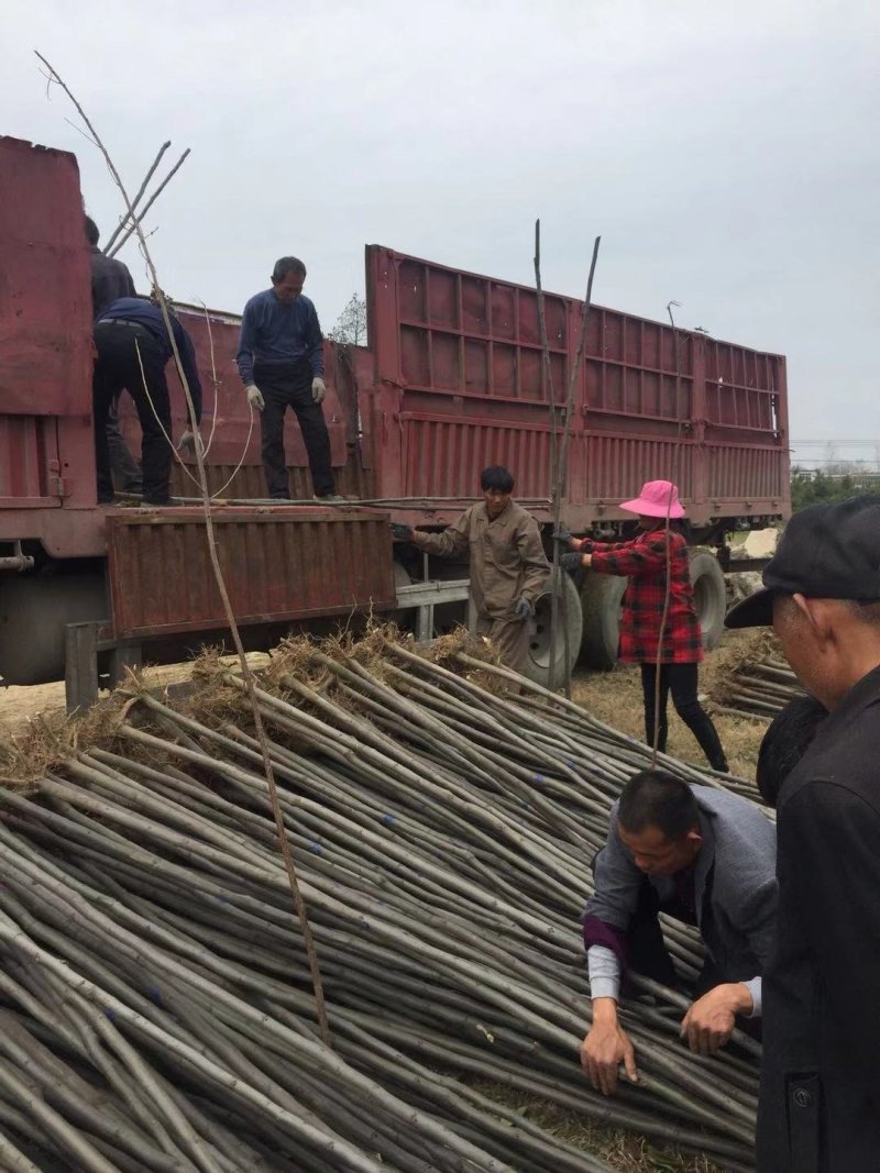 栾树基地南栾常年供应各种规格栾树产地直销