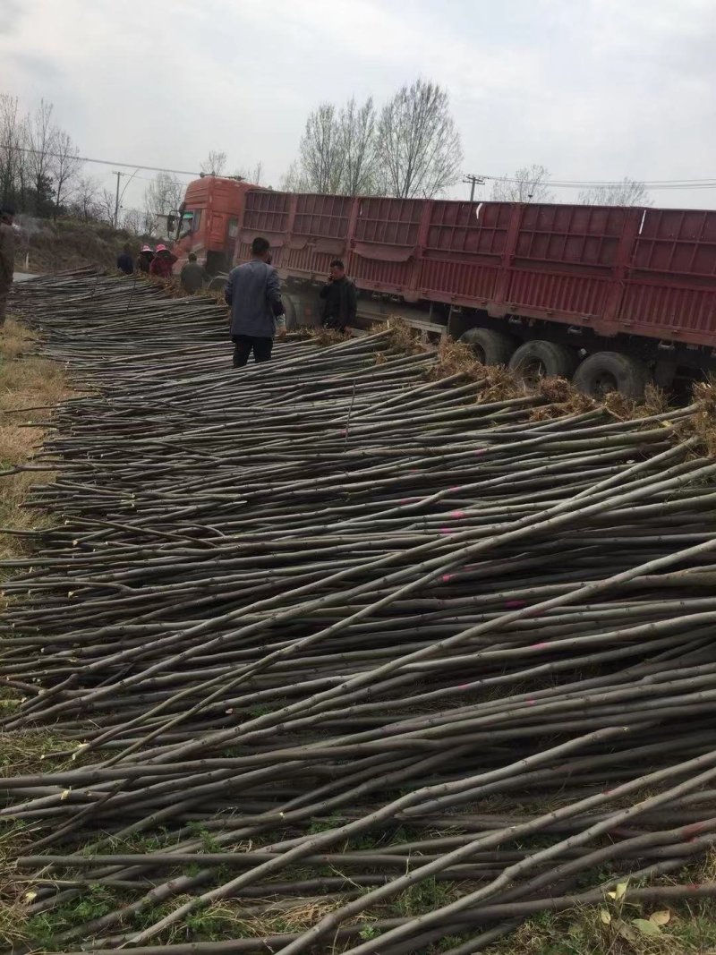 栾树基地南栾常年供应各种规格栾树产地直销
