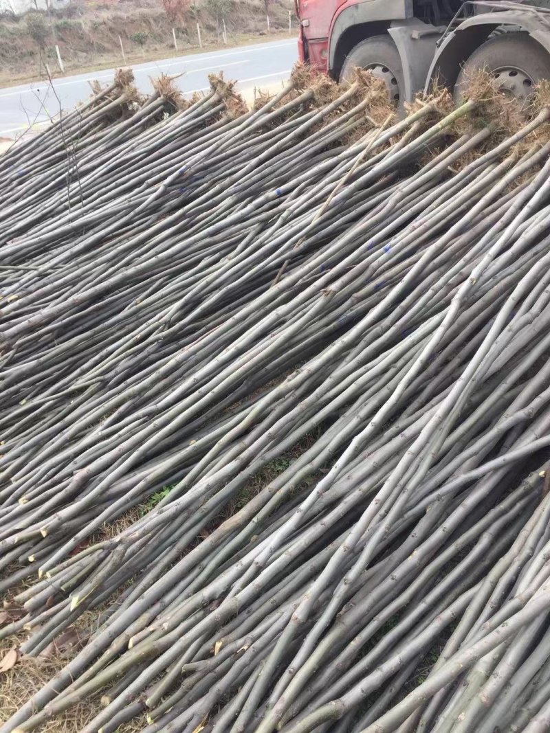 栾树基地南栾常年供应各种规格栾树产地直销