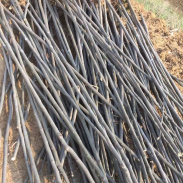 栾树基地南栾常年供应各种规格栾树产地直销