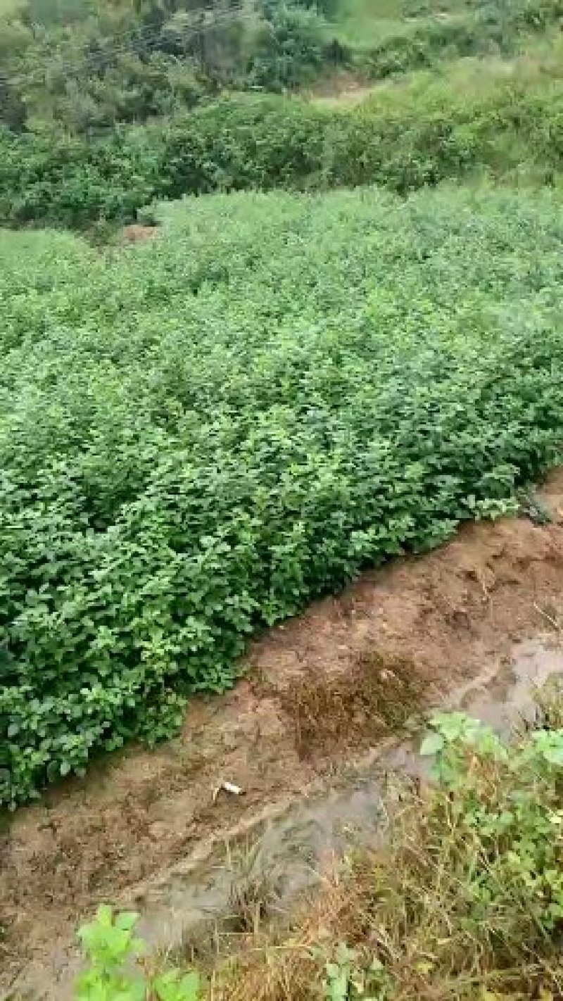 珍珠花苗，省沽油苗，珍稀山野菜。