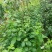 珍珠花苗，省沽油苗，珍稀山野菜。