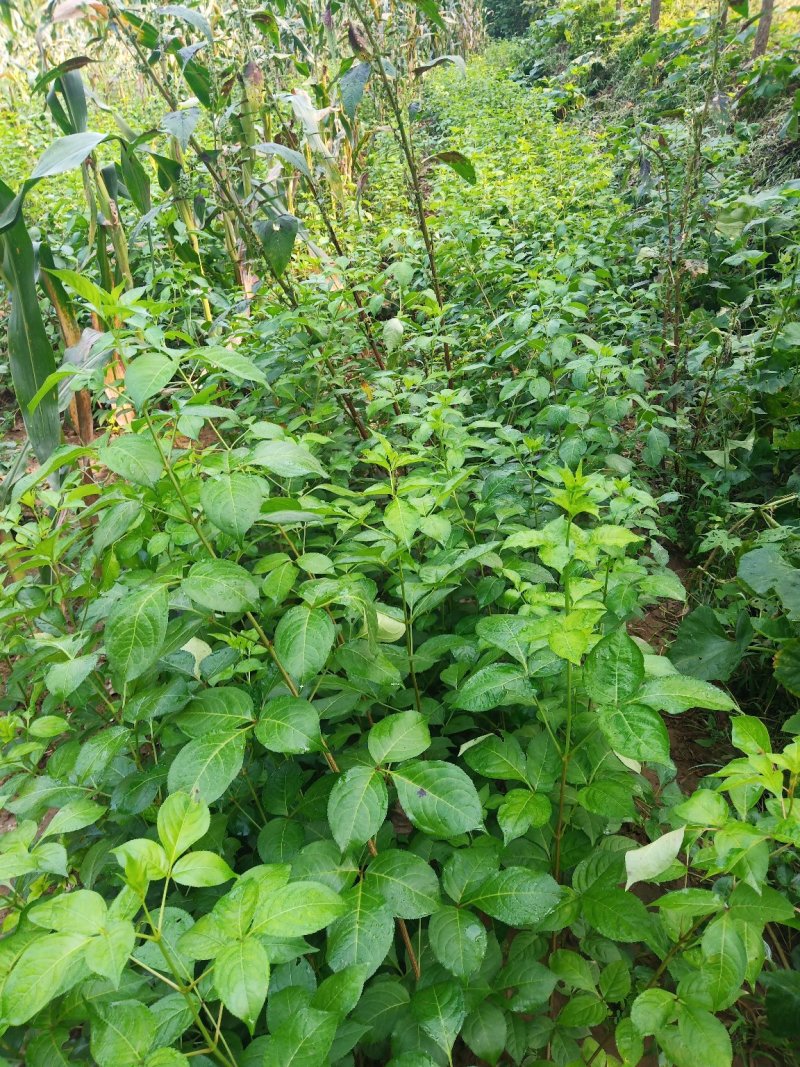 珍珠花苗，省沽油苗，珍稀山野菜。