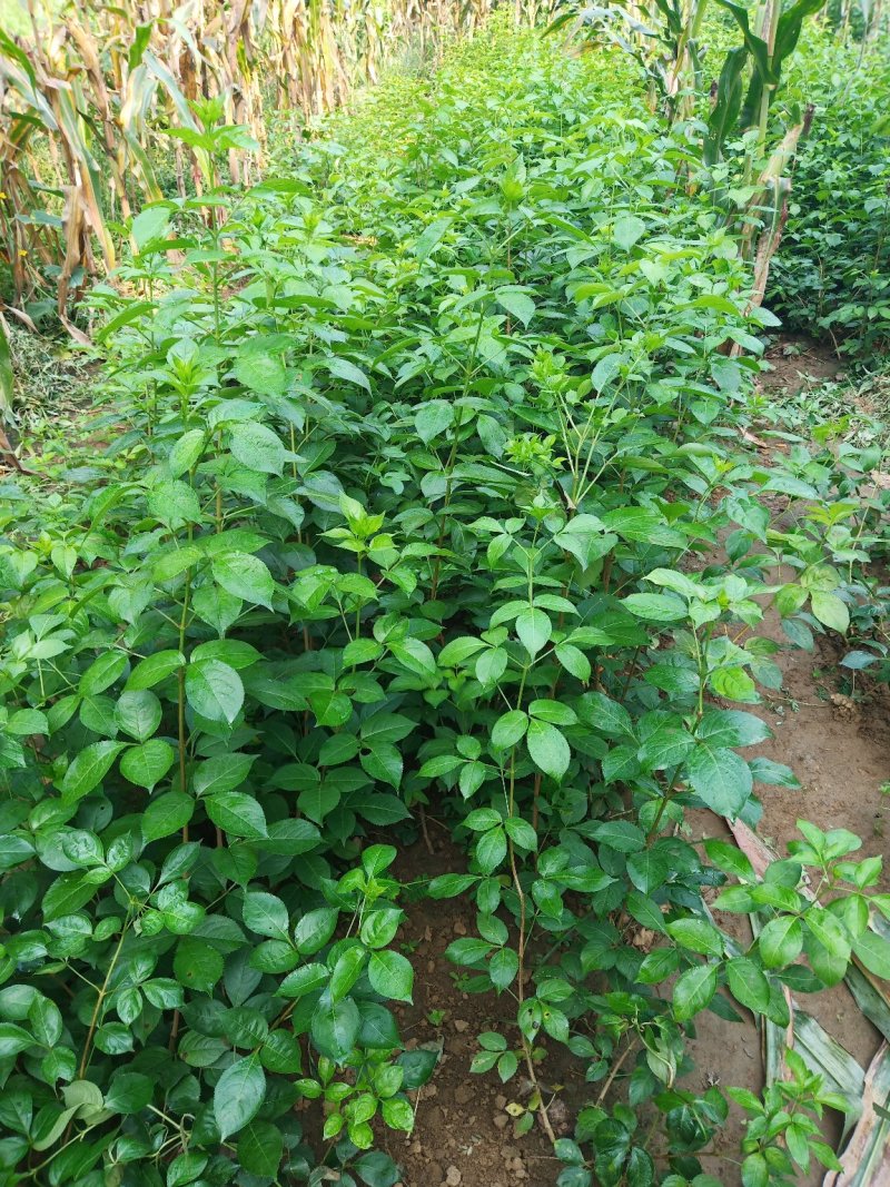 珍珠花苗，省沽油苗，珍稀山野菜。