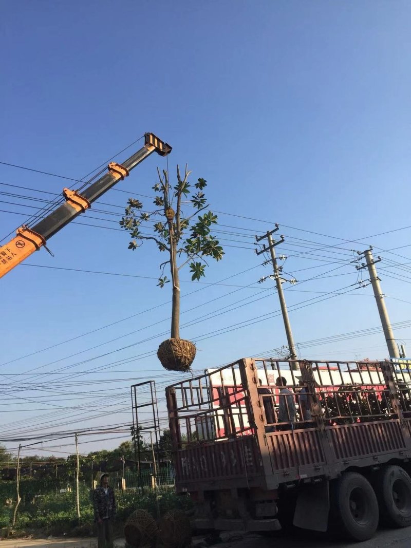 广玉兰胸径10-20产地直销价格优惠常年供应