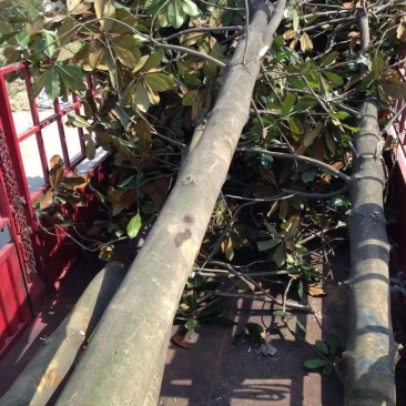 广玉兰胸径10-20产地直销价格优惠常年供应