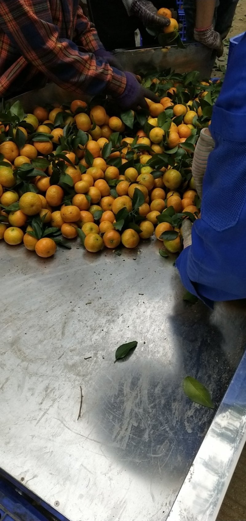 柑橘类