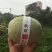 【包邮一件代发】日本引进品种海南玫珑蜜瓜进口冰淇淋之称