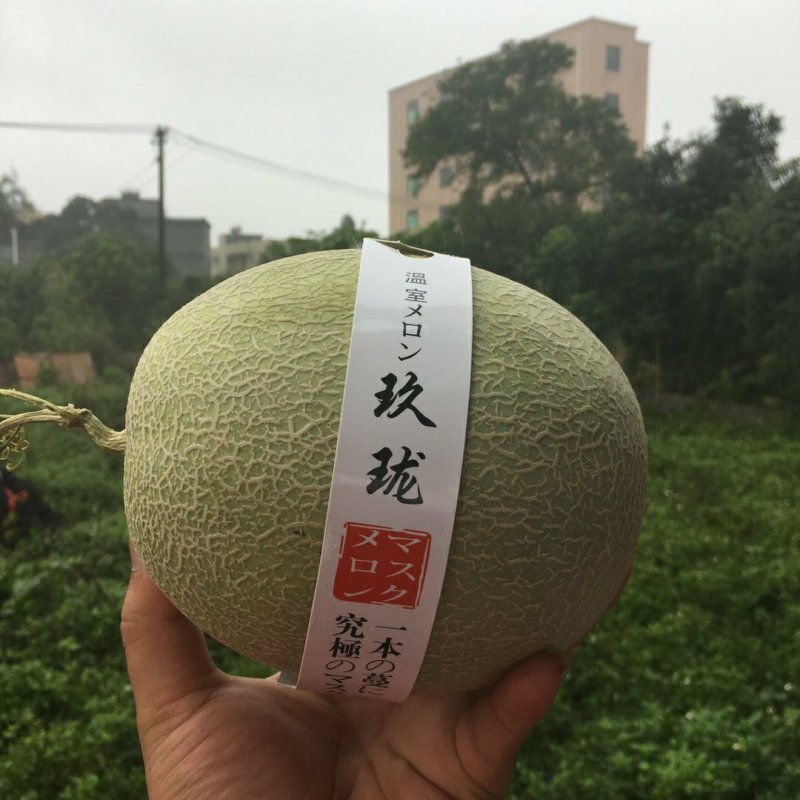 【包邮一件代发】日本引进品种海南玫珑蜜瓜进口冰淇淋之称