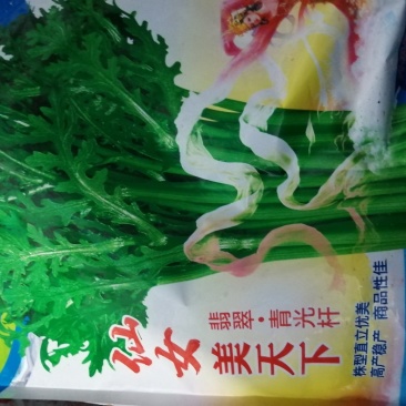 光杆茼蒿种子发芽率整齐直立型好茎杆更高发芽率整齐