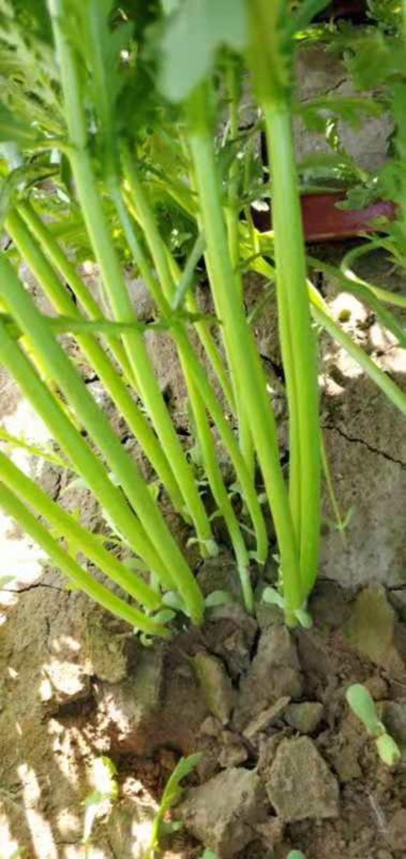光杆茼蒿种子发芽率整齐直立型好茎杆更高发芽率整齐