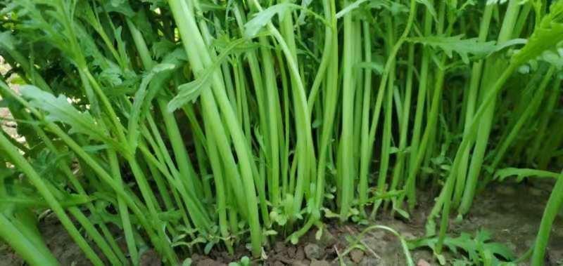 光杆茼蒿种子发芽率整齐直立型好茎杆更高发芽率整齐