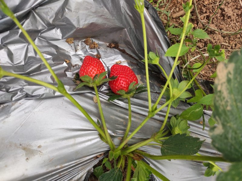 草莓果农直供量大从优