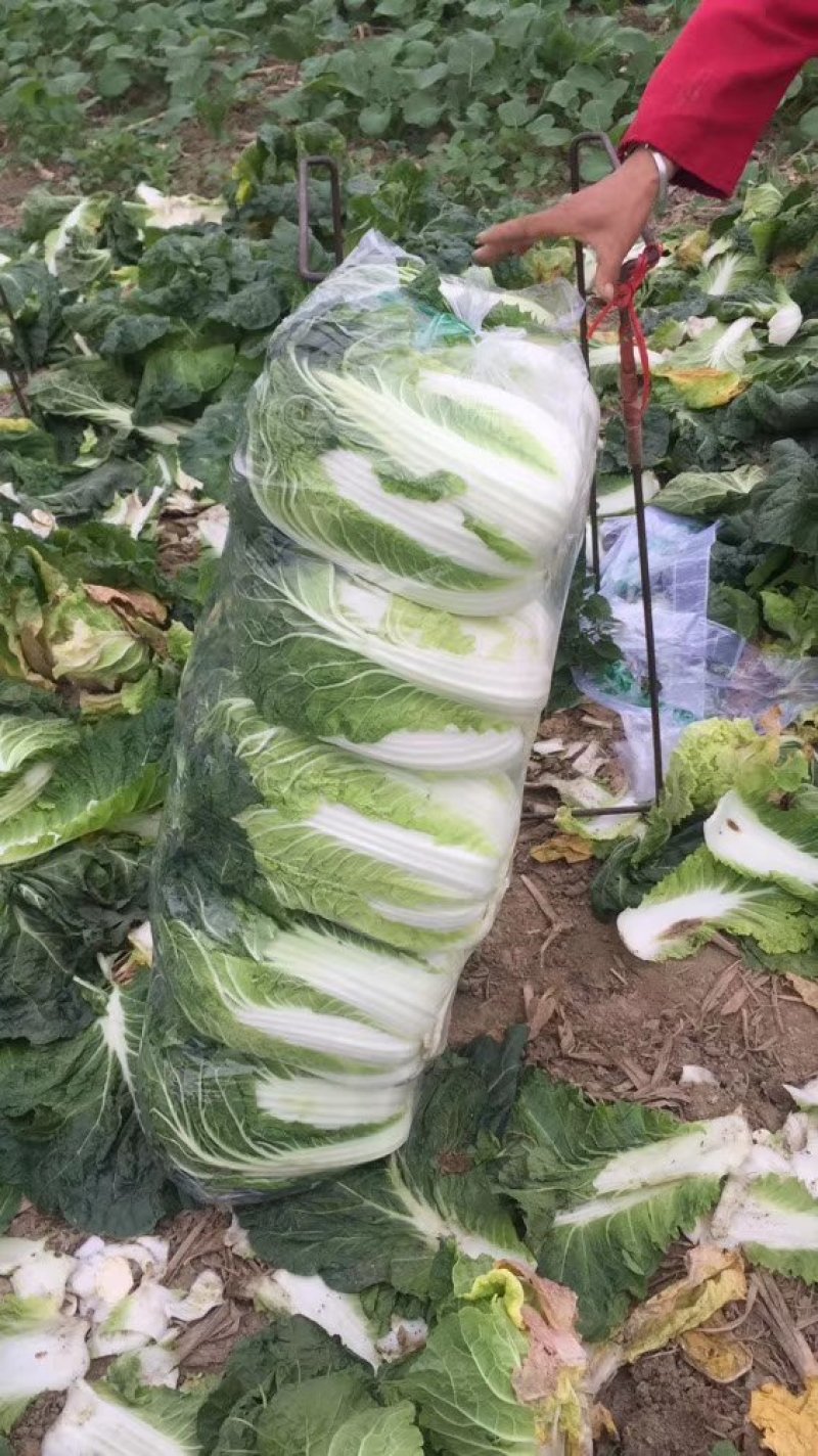 湖北黄心菜，一手货源，品质保证，可供超市，电商，工厂