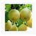 （热卖梨树苗）皇冠梨树苗嫁接苗南北方种植产量高甜度高