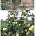 （热卖梨树苗）皇冠梨树苗嫁接苗南北方种植产量高甜度高