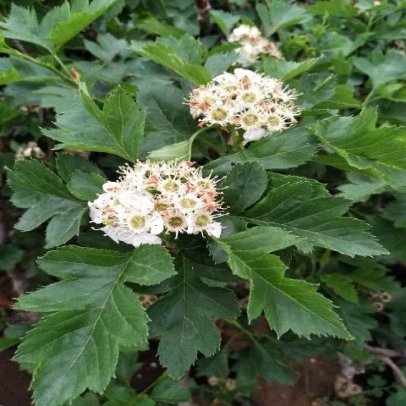 （热销）大五棱山楂苗嫁接苗当年结果苗南北方种植产量高