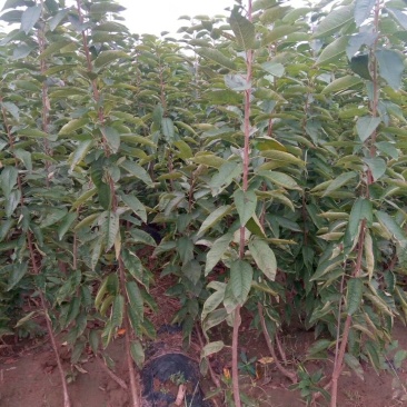 林辉大量出售1.5米的北海道有要的请联系