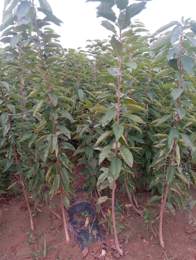 林辉大量出售1.5米的北海道有要的请联系