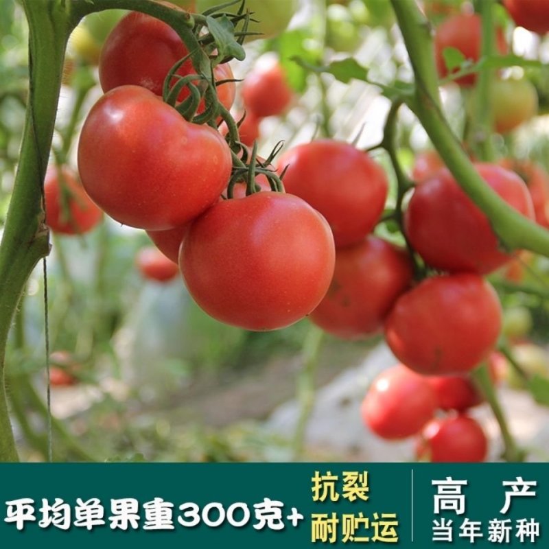 【合作906】番茄种子高产杂交一代大果粉红中早熟10克