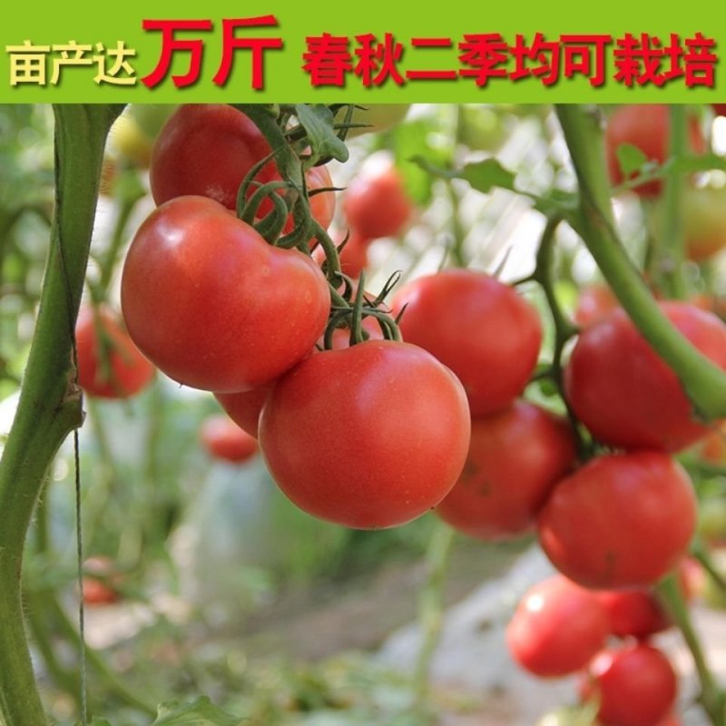 【合作906】番茄种子高产杂交一代大果粉红中早熟10克