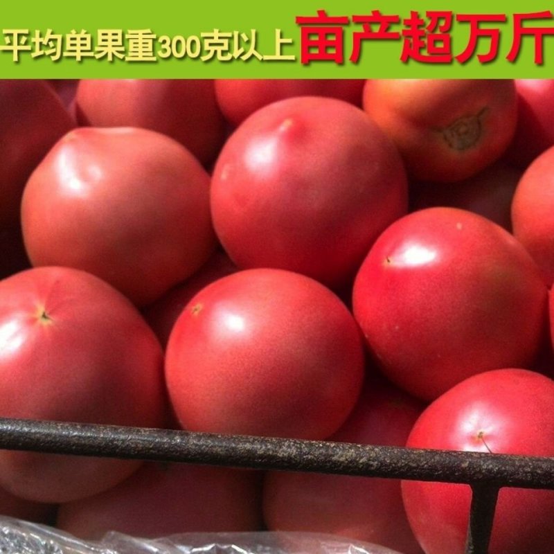 【合作906】番茄种子高产杂交一代大果粉红中早熟10克