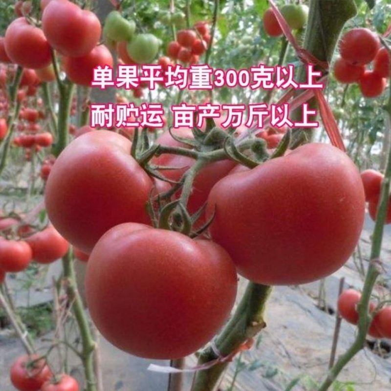 【合作906】番茄种子高产杂交一代大果粉红中早熟10克
